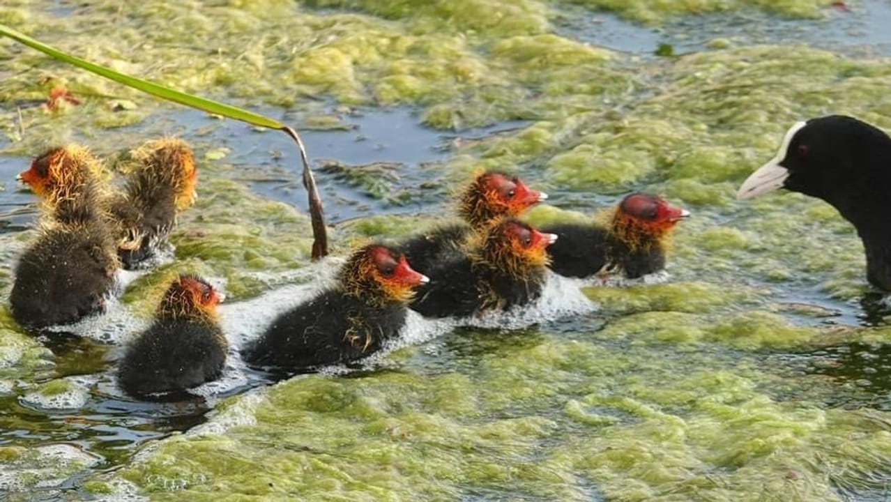 Maaien in en langs het water